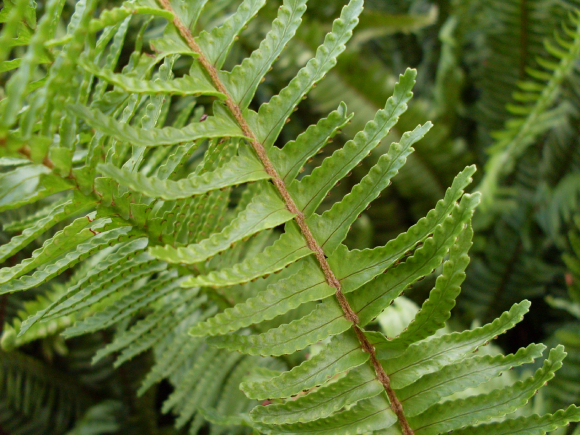 Cốt Cắn 4