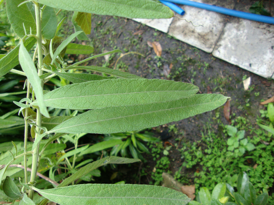 Đại Bi 2