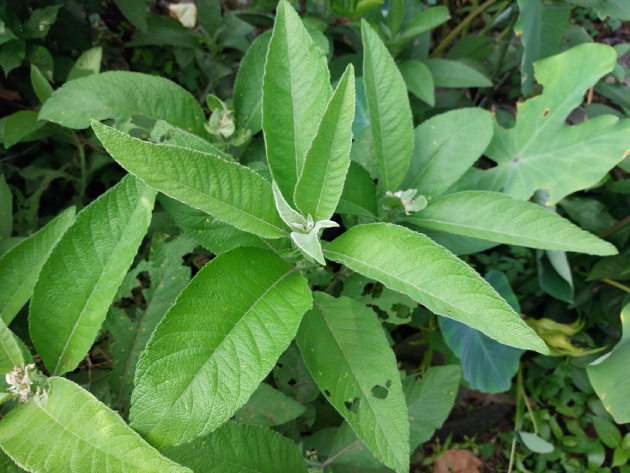 Đại Bi 3
