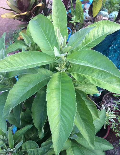 Đại Bi 5