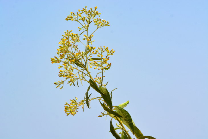 Đại Bi 7