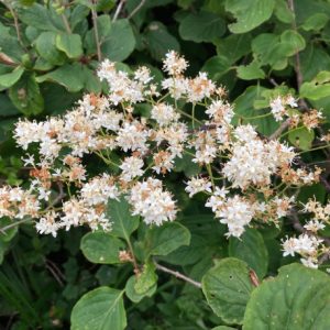 Đinh Hương Nhật 3