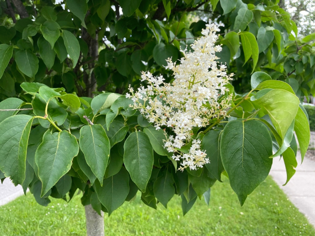 Đinh Hương Nhật 6
