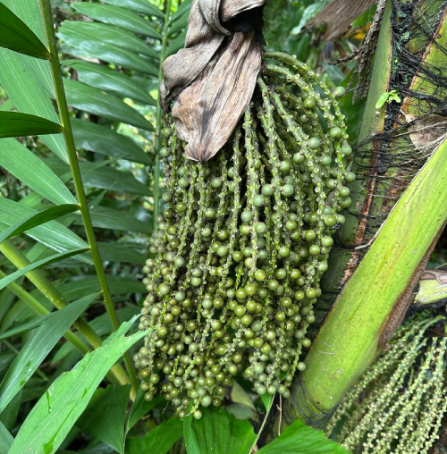 Đủng đỉnh 2