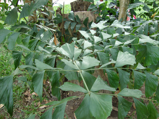 Đủng đỉnh 3