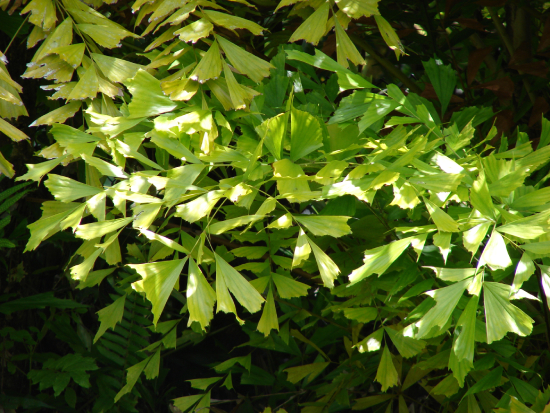 Đủng đỉnh 8