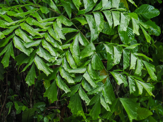 Đủng đỉnh 9