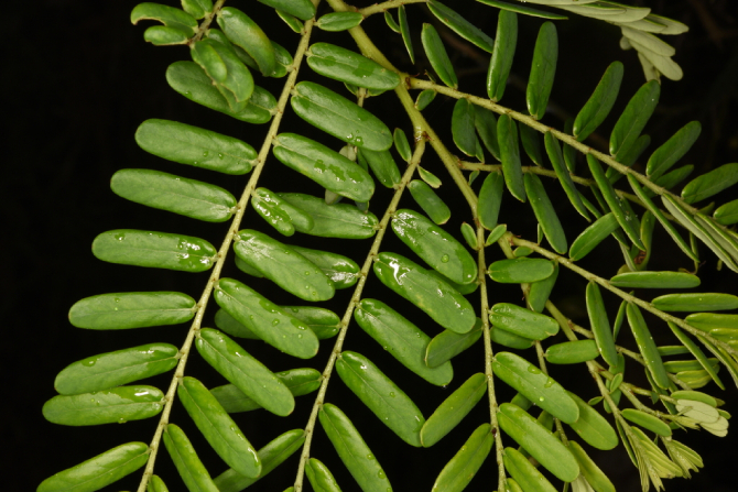 Me Rừng 10