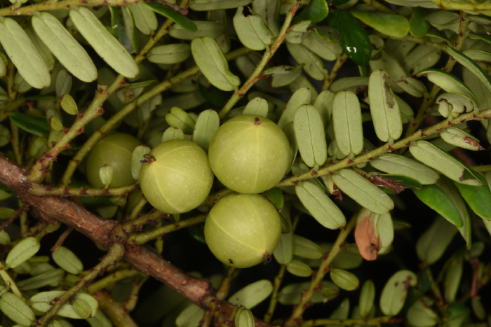 Me Rừng 7