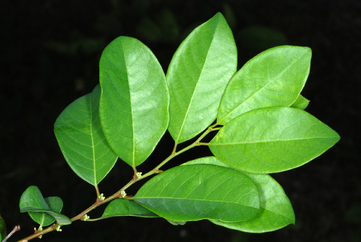 Nổ Gai 4