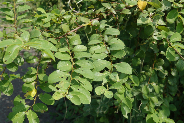 Nổ Gai 9