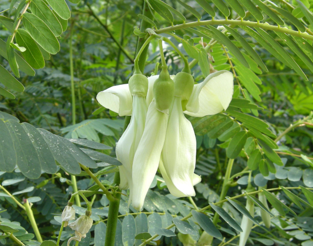 So đũa 3