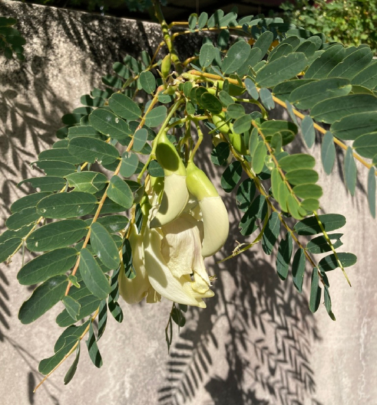 So đũa 9