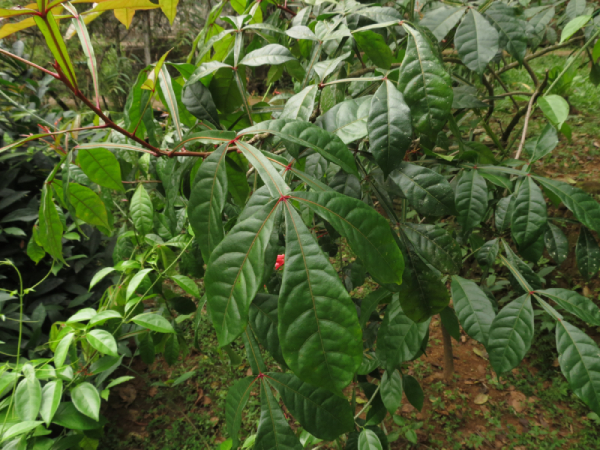 Thằn Lằn 3