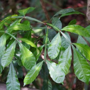 Thằn Lằn 8
