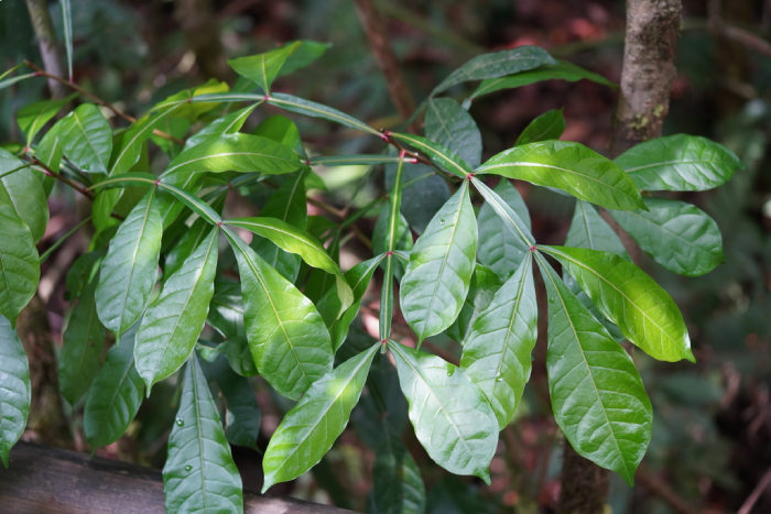 Thằn Lằn 8