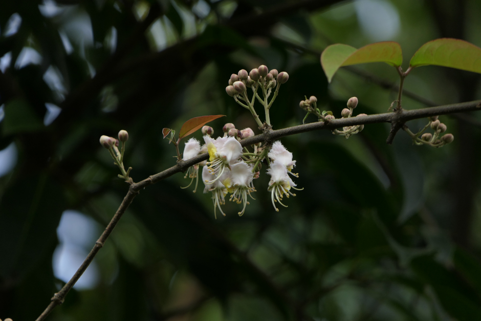 Tơ Mành 3
