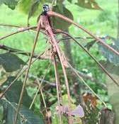 Alchornea Trewioides (1)