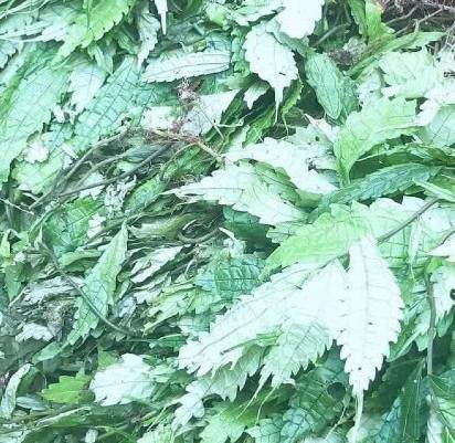 Cây cơm kìa còn có tên là gì?