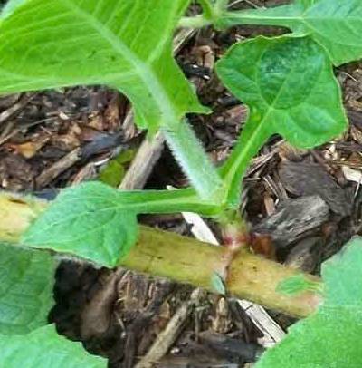 Cây giống khoai sâm đất