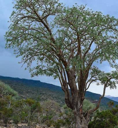 Cây nhũ hương trưởng thành Cây nhũ hương trưởng thành