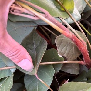 Cây vông nem đỏ