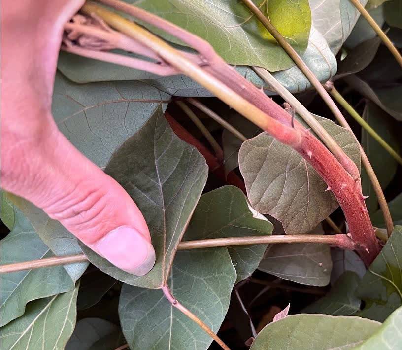 Cây vông nem có mấy loại