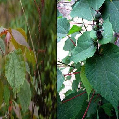 Công dụng cây vông nem đỏ