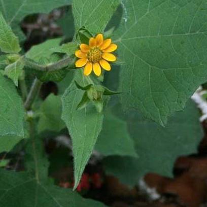 Hình ảnh cây khoai sâm