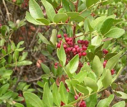 Hình ảnh cây nhũ hương