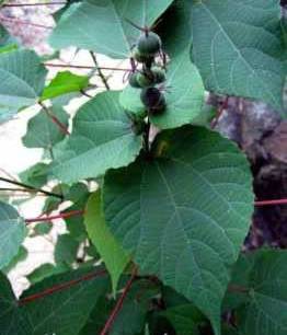 Hình ảnh cây vông nem đỏ