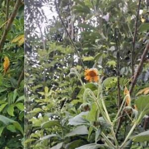 Khoai sâm đất nhiều tác dụng