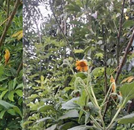 Khoai sâm đất nhiều tác dụng Khoai sâm đất nhiều tác dụng