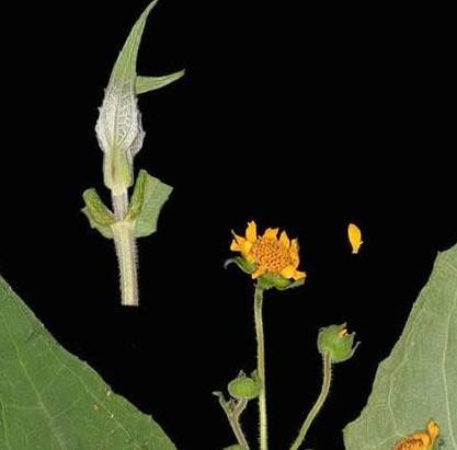 Lá cây khoai sâm đất