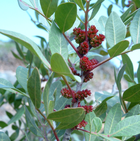 Medion Digital Camera