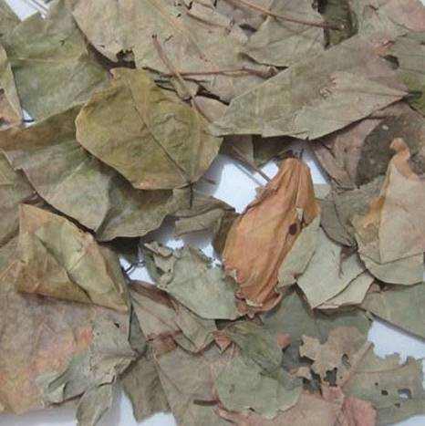 Thân lá vông nem khô