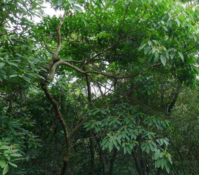 Cây sòi tía trưởng thành