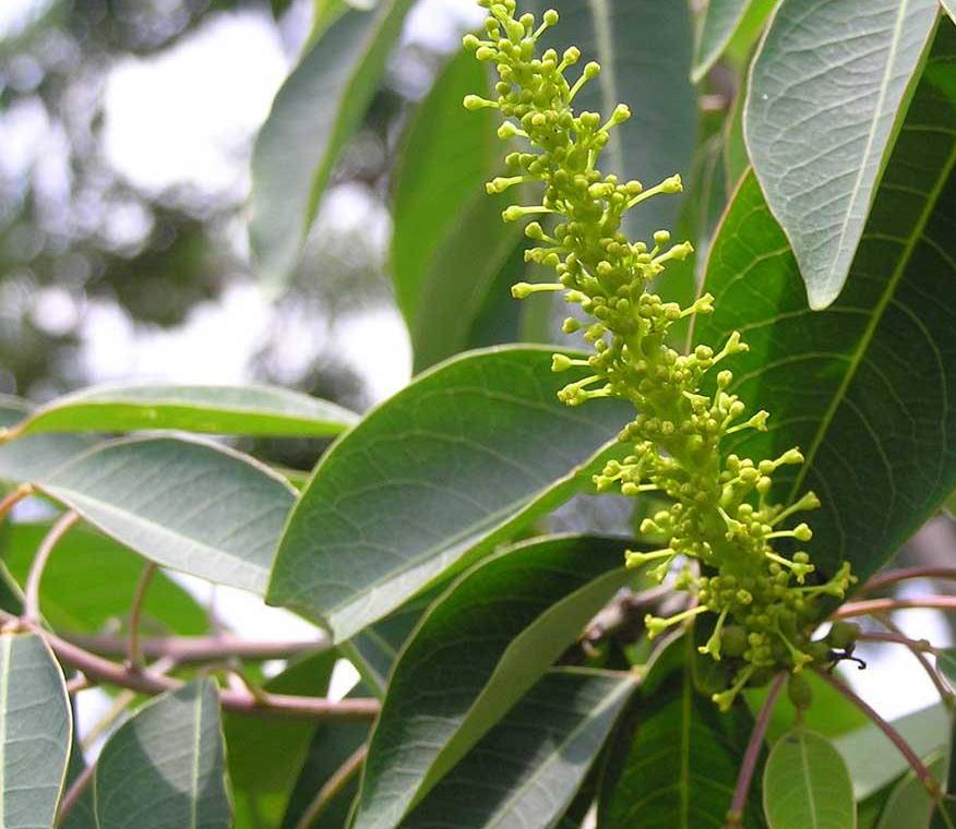 Hình ảnh hoa sòi tía