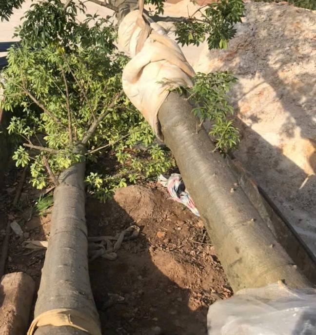 Cây bao báp lớn nhất thế giới