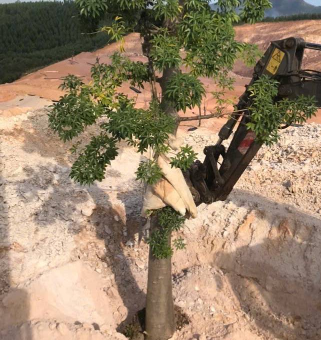 Cây bao báp nhiều tác dụng