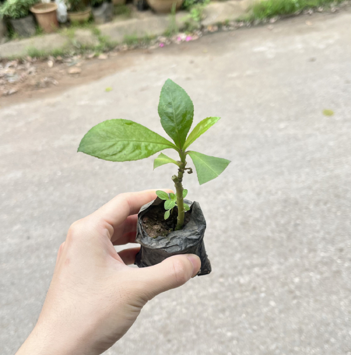 Xương Sông 3