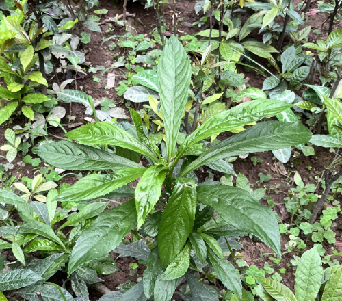 Xương Sông 8