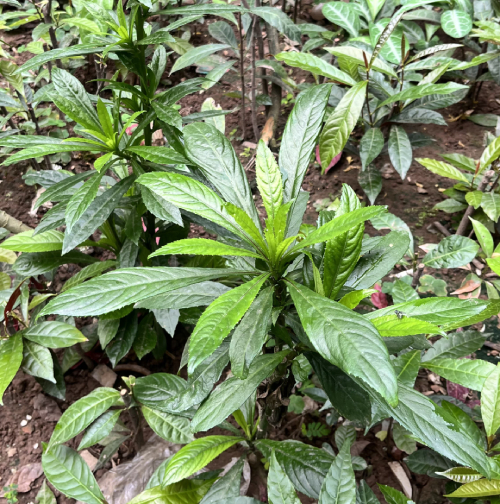 Xương Sông 9