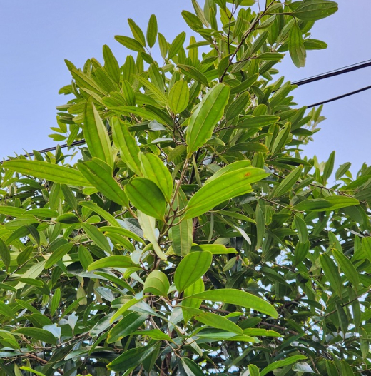 Quế đơn 1