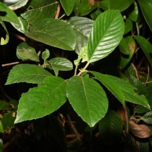 Cây Chặc Chìu 6