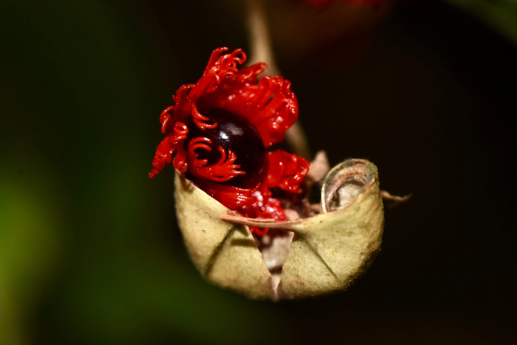 Cây Chặc Chìu 7