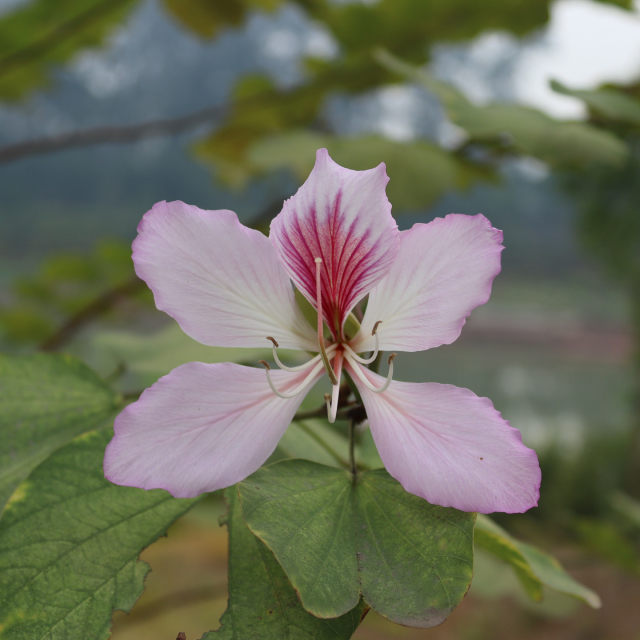 Cây Hoa Ban 5